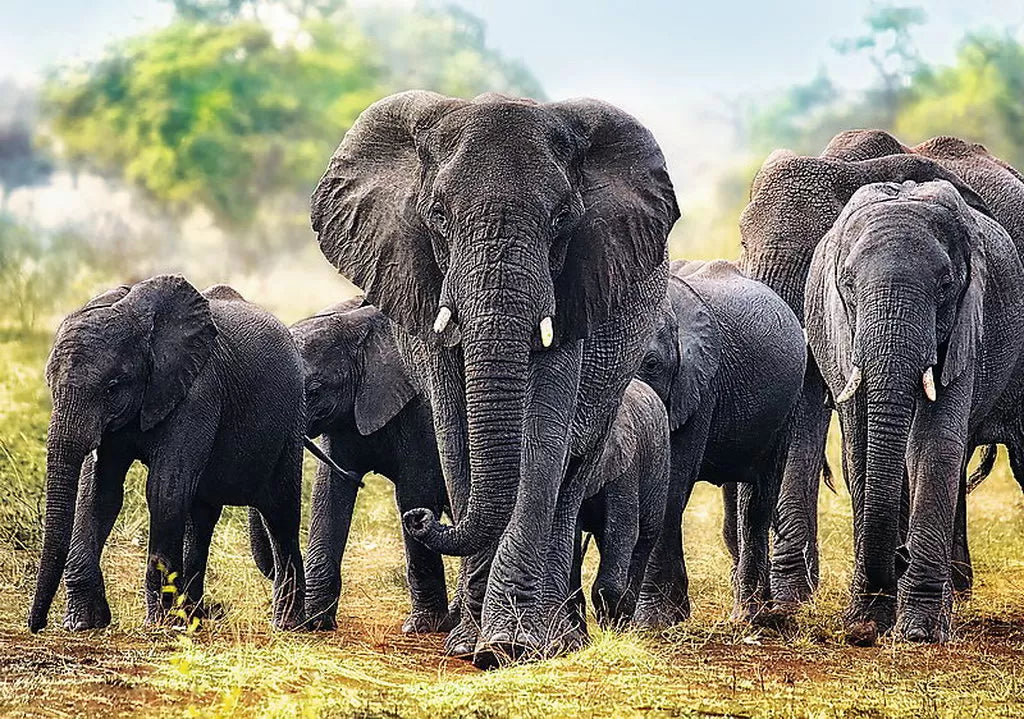 Puzzle trefl 1000 elefanti africani